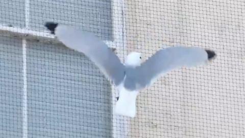 The RSPB calls for netting on buildings to be taken down because it stops kittiwakes from nesting.