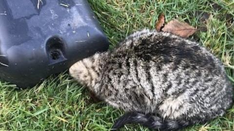 Cat stuck in a rat bait box