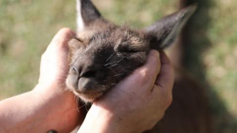 Human hold kangaroos head in hands