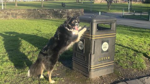 Dog against bin