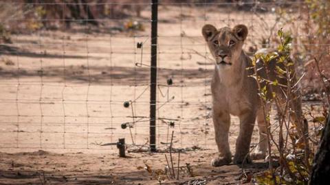 A lion at the Emoya Big Cat Sanctuary