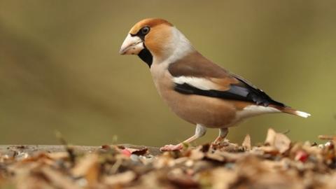 Hawfinch