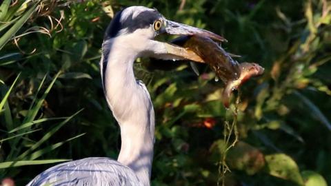 Heron eating pike eating fish