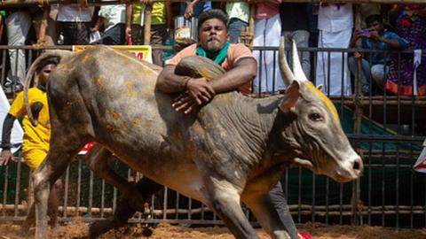A man tackles a bull as he participates in the annual bull-taming sport of Jallikattu played to celebrate the harvest festival of Pongal on January 15, 2023 in Avaniyapuram, near Madurai