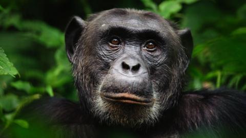 stock portrait of a chimpanzee