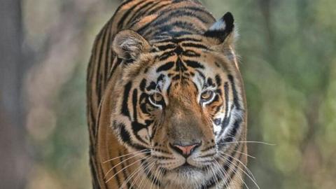 The three-year-old tiger goes by the name of 'MB2'