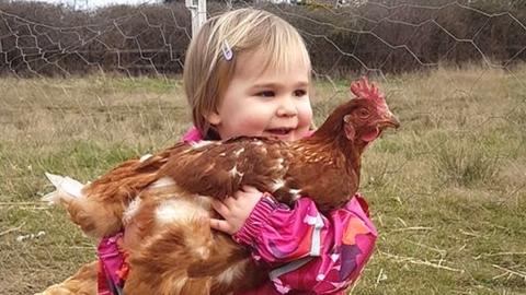 A young child holding a rehomed chicken