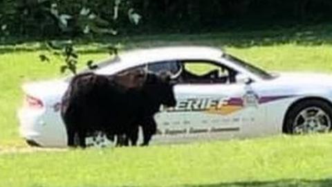 Yak in front of sheriff's car