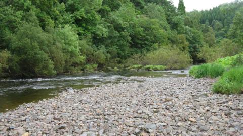 A rocky river bed with some water running beside it and plantlife on its banks
