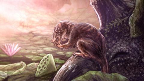 Artist illustration of H. piceanus in a Late Cretaceous swamp. It's a brown rat-like creature sitting on a tree trunk. It has cream spots and stripes on its body. 