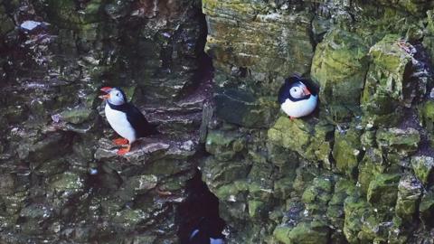 Two puffins on a cliff