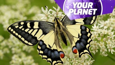 a butterfly and the Your Planet logo