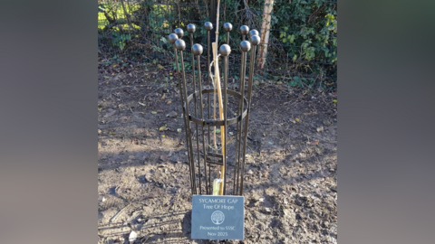 Planted Sycamore Gap sapling with slate plaque in front of it