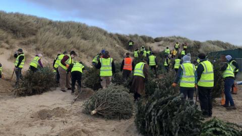 A group of hi-visibility wearing workers carry christmas trees along the beach, ready to be planted into the beach to create sand dunes. 