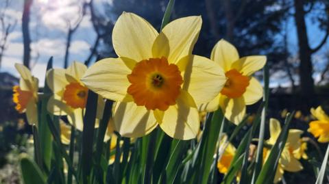 Daffodils