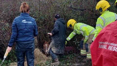 Firefighters and animal rescuers gathered around attempting to reach the horse which can be seen half submerged in a ditch with just its head and part of its back visible above the hole. Rescuers are holding tools to cut away at the bushes and the animal is wearing a red protective coat.