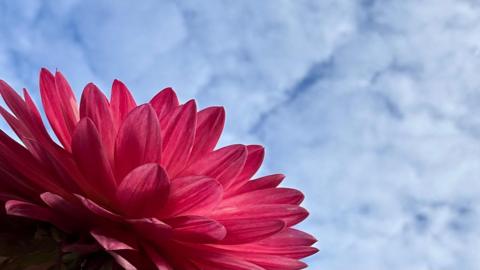 Bright pink petals of a flower dominate this photo looking from below them up towards a blue sky entirely mottled with white clouds