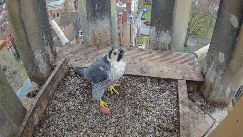 A peregrine falcon in the nesting box, facing the camera. Below, buildings and cars can be seen.