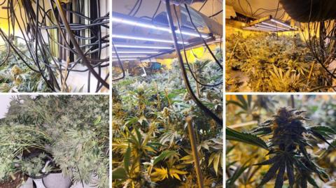 A composite of five images all showing cannabis plants being cultivated in pots. Lots of wiring and lighting is visible in most of the images