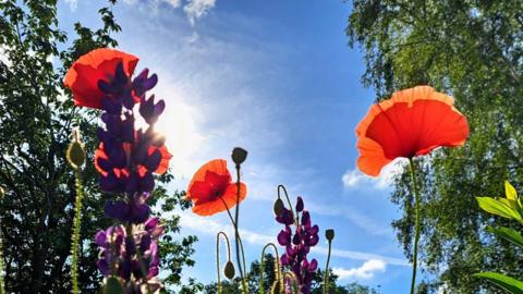 Poppies and purple flowers in the foreground looking upwards into a sunny blue sky