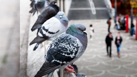 Pigeons in Brussels, Belgium 