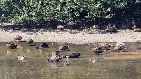 A group of brown feathered ducks in Hempton village pond. While it is not completely full, there is enough water for the ducks to swim and shade under the nearby bushes.