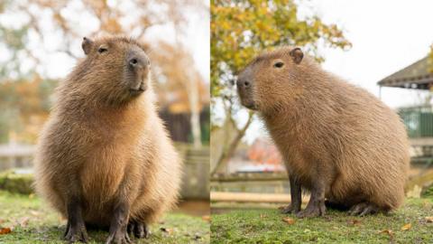 Two giant capybaras 