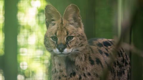 A serval cat against a blurred background 