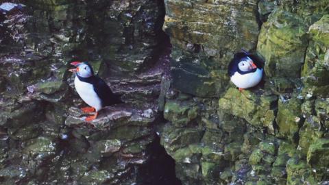Two puffins stand on narrow ledges of a rugged, green‑tinged cliff face, their bright orange beaks and feet standing out against the rock. One puffin faces outward while the other rests against the stone.
