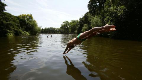 Wild swimmer diving into water