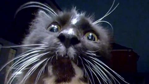 A black and white cat with white whiskers staring into the camera.