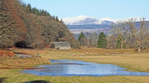 A field with a lochan and a stone cottage. It is sunny and there is snow on the mountains in the distance. There are many sheep.