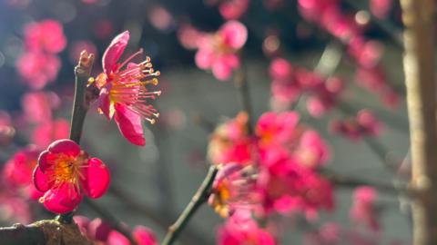 A close up of bright pink blossom with yellow stems on a tree. The brances have no leaves but are covered in small pink flowers. 