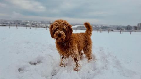 Golden brown poodle mix breed dog stands in a field of deep snow. Its paws are covered in snow