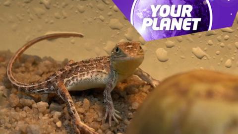 A small lizard and the Your Planet logo