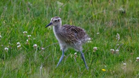 A brown bird with long legs and a dark beak standing in grass