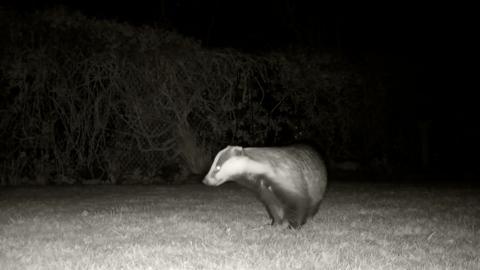 A badger