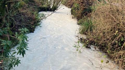 The stream at Coombe is running fast and high and the water is milky white in colour and opaque. There are shrubs, trees and grass lining the edges.