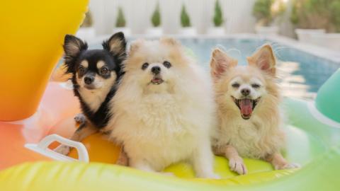 Three toy dogs sit on an inflatable 