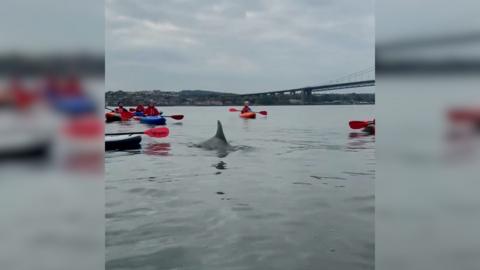 Several kayakers in open water with a dolphin fin rising between them.