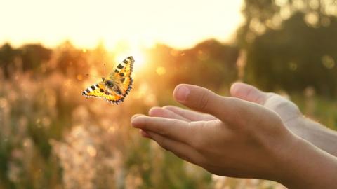 Hands releasing a butterfly into a sunset