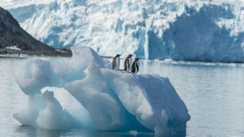 Three penguins on an iceberg at King George island