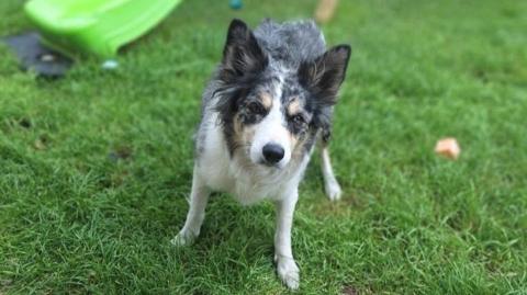 Freckles the border collie dog in a garden on grass