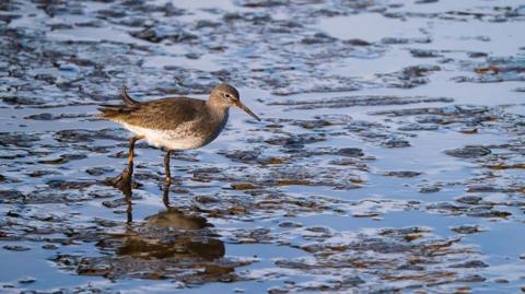 A bird wading across the mud. It has a speckled grey-brown back and a pale, mottled belly, while its red-orange legs are largely covered with mud. It's long orange bill is also caked in mud.