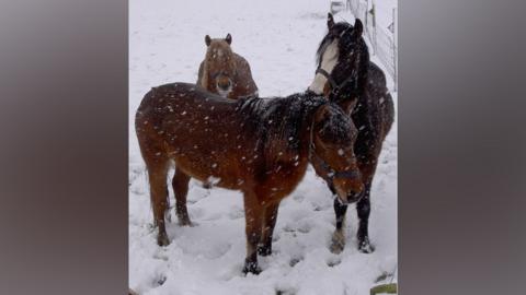 Three horses stand in a snow-covered field during a blizzard. The horses are all dark brown in colour, and their hoof prints can be seen in the snow