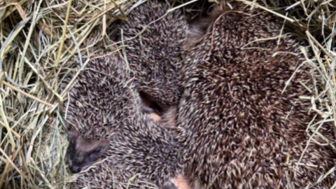 A hedgehog mother curled up with her hog lets on a pile of straw.