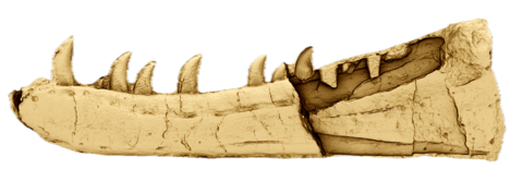 A 3D digital rendering of a dinosaurs jawbone showing rows of curved and serrated teeth 