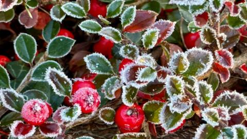 Green leaves and bright red berries edged with frost 