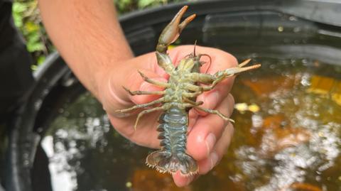 A small, lobster-like freshwater crustacean is being held by a person above a body of water.