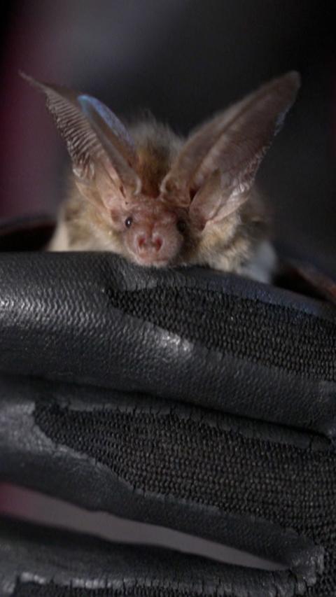 A brown bat being held by a hand wearing gloves.